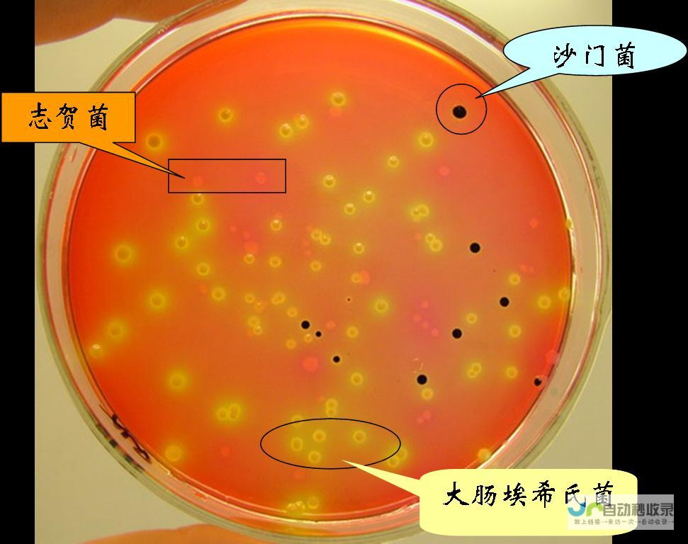 前期准备与基础知识梳理