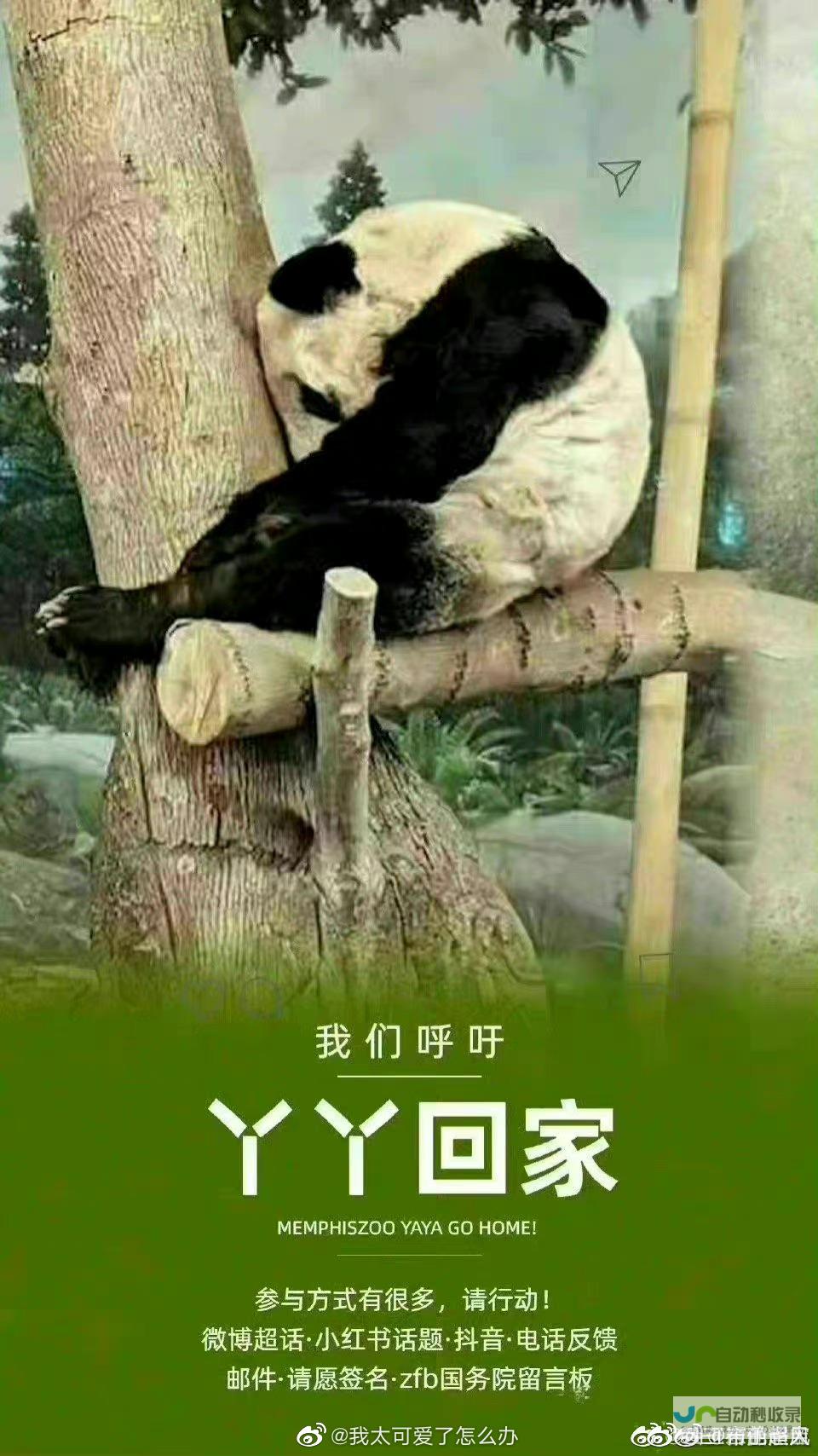 旅澳大熊猫网网准备启程