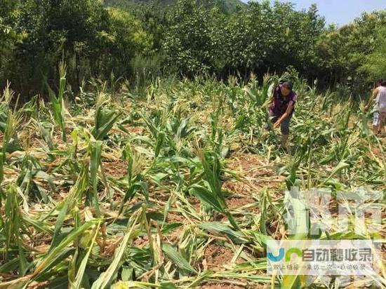 村民反映野猪频繁出没破坏庄稼引关注