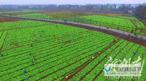 保障农民利益 各地积极收购