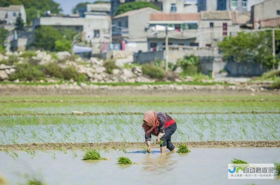 暴雨天气的农田影响及应对之策