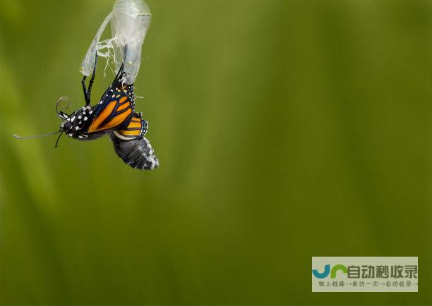 破茧成蝶 形容春节档电影票房飞速增长的态势