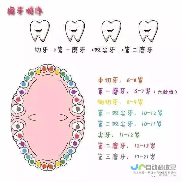 儿童换牙期的奥秘解析