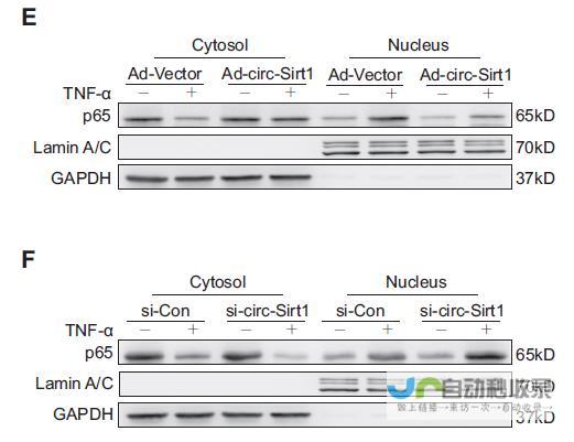 分离带来的深思 媒体聚焦节后分离焦虑症揭示留守故乡的老人与儿童易被忽视的问题