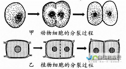 分裂