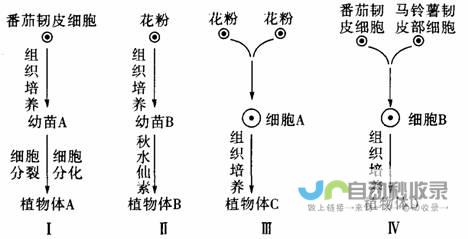 探索其设计理念与创新