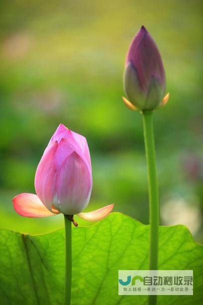 生命之花凋谢太早 公交车司机娇姐生命回顾引人唏嘘