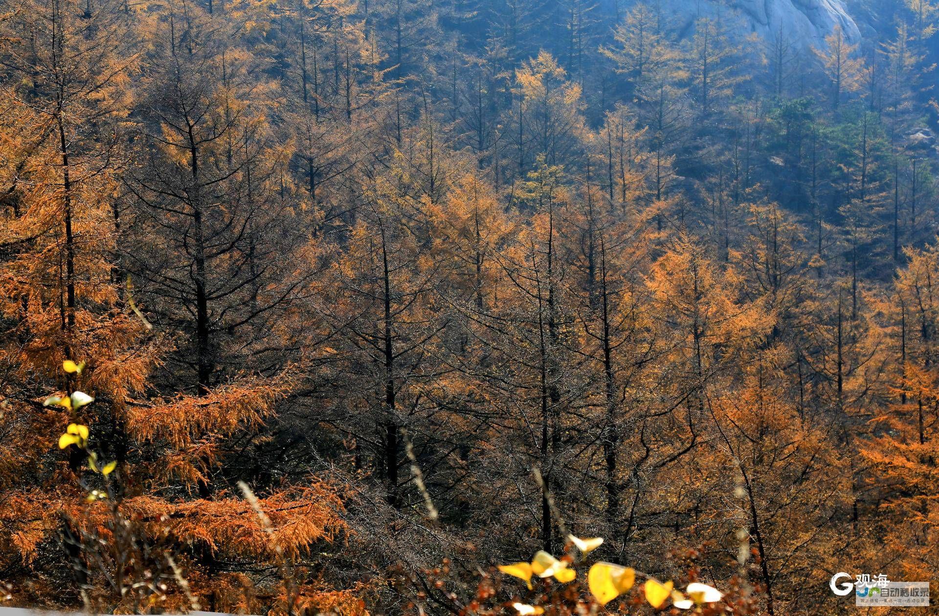 揭露绿营对林岱桦的罪名陷构疑云