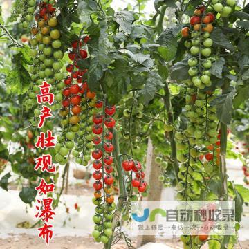 揭秘番茄水镇的全新IP形象