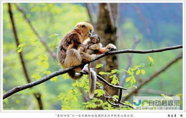 各物种保护成果备受关注