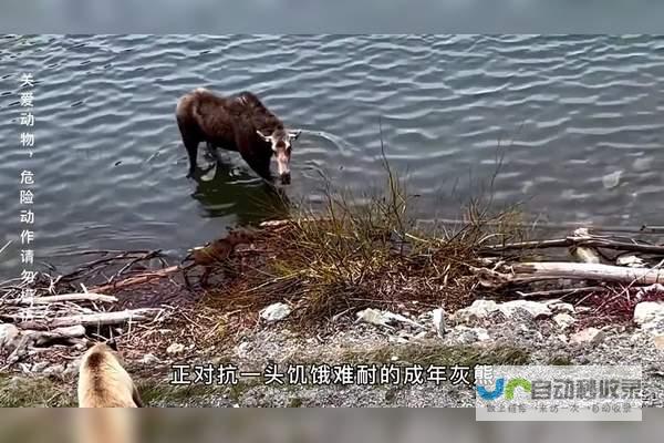 灰熊遭遇老鹰绝杀 球员贝恩与勒维尔双双发挥出色