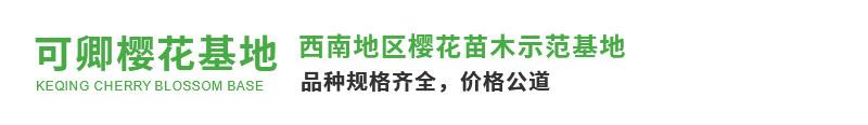 成都可卿农场/樱花苗木基地/成都樱花基地/成都樱花苗木批发