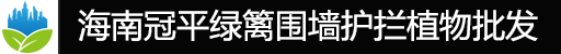 海口火山榕