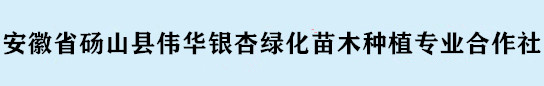 安徽省砀山县伟华银杏绿化苗木种植专业合作社(安徽银杏绿化苗木供应商